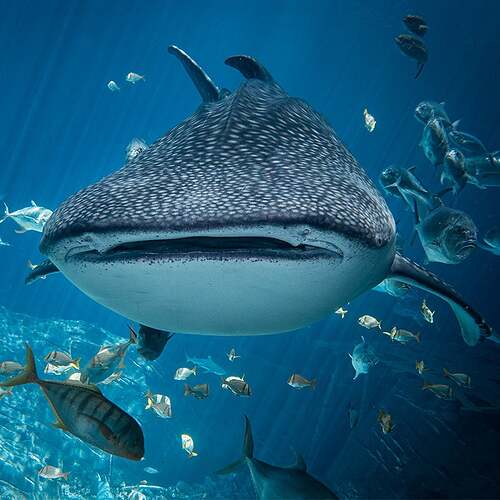 whale-shark-8